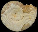 Perisphinctes Ammonite - Jurassic #68170-1